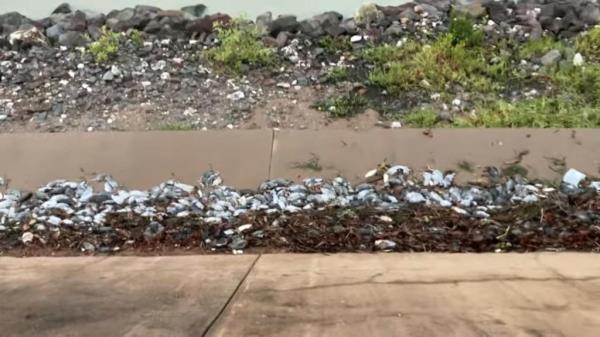Residents are horrified by a plague of rats that has descended on a usually picturesque Queensland fishing town.