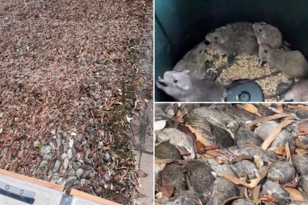 澳大利亚一个小镇的海滩和道路上被“数百万”死老鼠困扰:“失控”